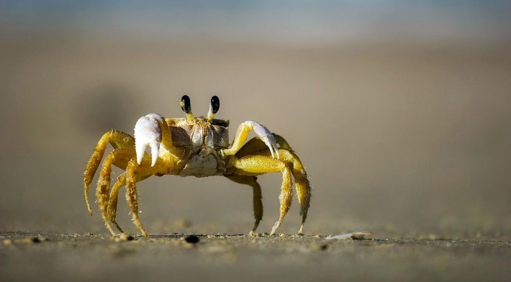 crab, beach, sand